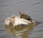 Turtle on rock